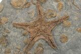 Exceptionally Preserved Fossil Starfish With Brittle Stars #225764-1